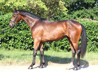 Hannoveraner, Wallach, 3 Jahre, 170 cm, Brauner
