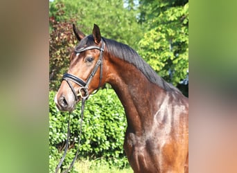Hannoveraner, Wallach, 3 Jahre, 170 cm, Brauner