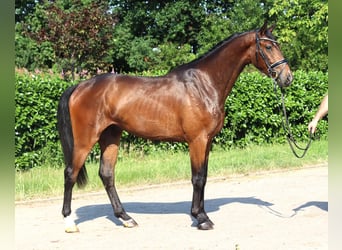 Hannoveraner, Wallach, 3 Jahre, 170 cm, Brauner