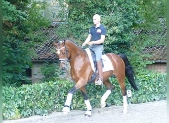 Hannoveraner, Wallach, 3 Jahre, 170 cm, Brauner