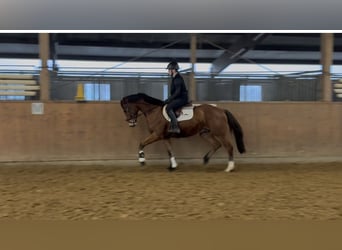 Hannoveraner, Wallach, 3 Jahre, 170 cm, Brauner