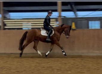 Hannoveraner, Wallach, 3 Jahre, 170 cm, Brauner