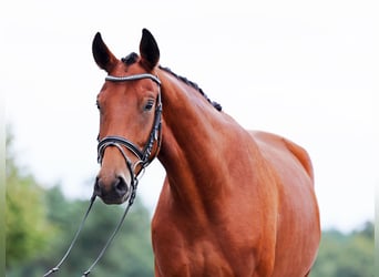 Hannoveraner, Wallach, 3 Jahre, 170 cm, Brauner