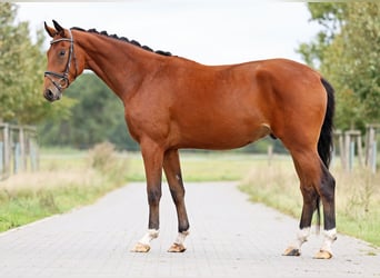 Hannoveraner, Wallach, 3 Jahre, 170 cm, Brauner