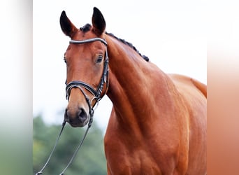 Hannoveraner, Wallach, 3 Jahre, 170 cm, Brauner