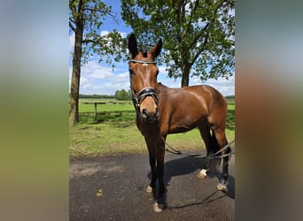 Hannoveraner, Wallach, 3 Jahre, 170 cm, Brauner