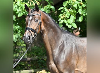 Hannoveraner, Wallach, 3 Jahre, 170 cm, Dunkelbrauner