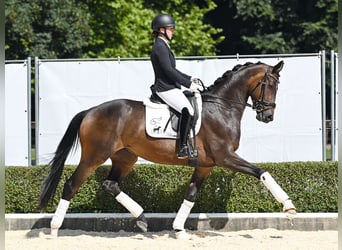 Hannoveraner, Wallach, 3 Jahre, 170 cm, Dunkelbrauner