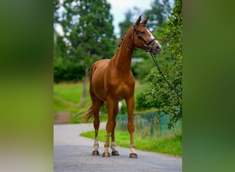 Hannoveraner, Wallach, 3 Jahre, 170 cm, Dunkelfuchs