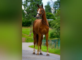 Hannoveraner, Wallach, 3 Jahre, 170 cm, Dunkelfuchs