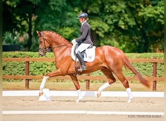 Hannoveraner, Wallach, 3 Jahre, 170 cm, Dunkelfuchs