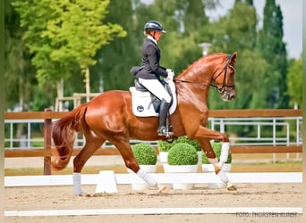 Hannoveraner, Wallach, 3 Jahre, 170 cm, Dunkelfuchs