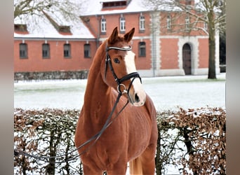 Hannoveraner, Wallach, 3 Jahre, 170 cm, Fuchs