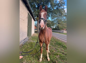 Hannoveraner, Wallach, 3 Jahre, 170 cm, Fuchs