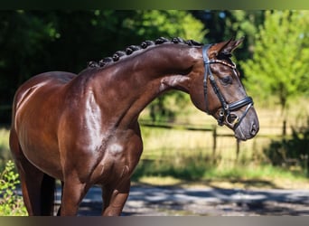 Hannoveraner, Wallach, 3 Jahre, 170 cm, Rappe
