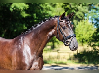 Hannoveraner, Wallach, 3 Jahre, 170 cm, Rappe