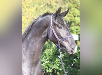 Hannoveraner, Wallach, 3 Jahre, 170 cm, Rappe