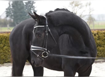 Hannoveraner, Wallach, 3 Jahre, 170 cm, Rappe