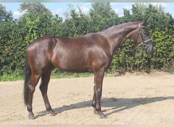 Hannoveraner, Wallach, 3 Jahre, 170 cm, Rappe