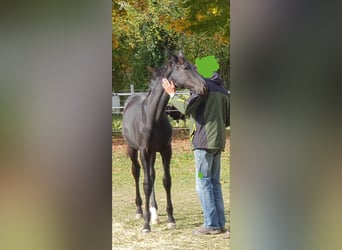 Hannoveraner, Wallach, 3 Jahre, 170 cm, Rappe