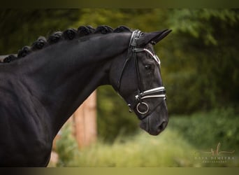 Hannoveraner, Wallach, 3 Jahre, 170 cm, Rappe