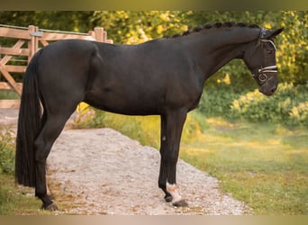 Hannoveraner, Wallach, 3 Jahre, 170 cm, Rappe