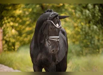 Hannoveraner, Wallach, 3 Jahre, 170 cm, Rappe