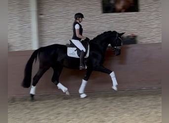 Hannoveraner, Wallach, 3 Jahre, 170 cm, Rappe