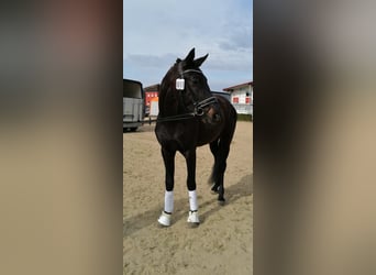 Hannoveraner, Wallach, 3 Jahre, 170 cm, Rappe