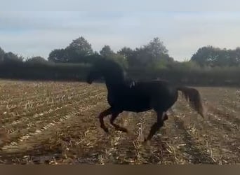 Hannoveraner, Wallach, 3 Jahre, 170 cm, Rappe