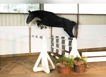 Hannoveraner, Wallach, 3 Jahre, 170 cm, Schimmel