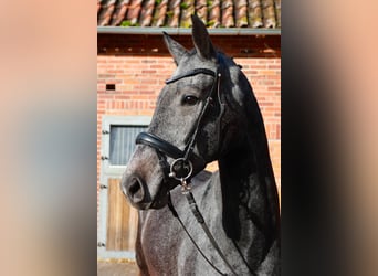 Hannoveraner, Wallach, 3 Jahre, 170 cm, Schimmel