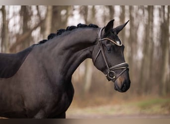 Hannoveraner, Wallach, 3 Jahre, 170 cm, Schwarzbrauner