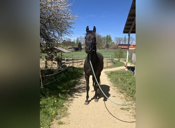 Hannoveraner, Wallach, 3 Jahre, 170 cm, Schwarzbrauner