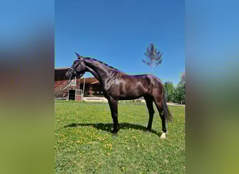 Hannoveraner, Wallach, 3 Jahre, 170 cm, Schwarzbrauner