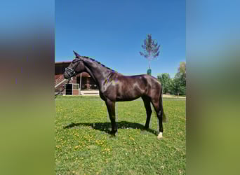 Hannoveraner, Wallach, 3 Jahre, 170 cm, Schwarzbrauner