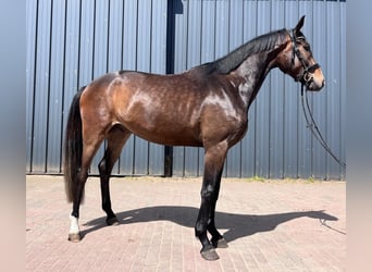 Hannoveraner, Wallach, 3 Jahre, 170 cm, Schwarzbrauner