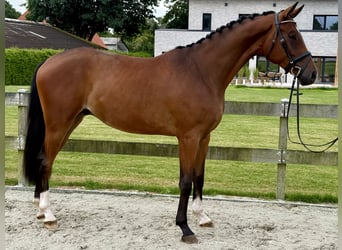Hannoveraner, Wallach, 3 Jahre, 171 cm, Brauner