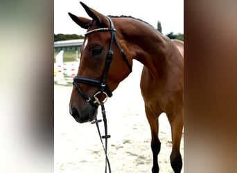 Hannoveraner, Wallach, 3 Jahre, 171 cm, Brauner