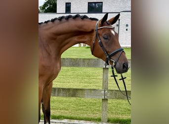 Hannoveraner, Wallach, 3 Jahre, 171 cm, Brauner