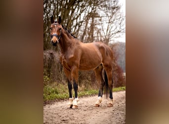 Hannoveraner, Wallach, 3 Jahre, 171 cm, Brauner