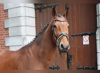 Hannoveraner, Wallach, 3 Jahre, 171 cm, Brauner