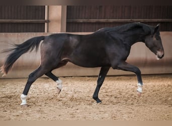 Hannoveraner, Wallach, 3 Jahre, 171 cm, Dunkelbrauner