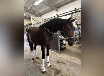 Hannoveraner, Wallach, 3 Jahre, 171 cm, Dunkelbrauner
