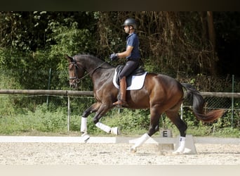 Hannoveraner, Wallach, 3 Jahre, 171 cm, Dunkelbrauner
