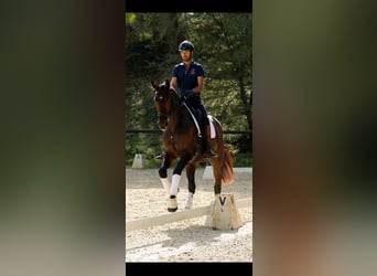 Hannoveraner, Wallach, 3 Jahre, 171 cm, Dunkelbrauner