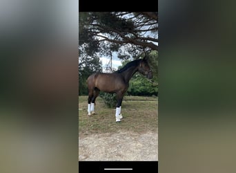 Hannoveraner, Wallach, 3 Jahre, 171 cm, Dunkelbrauner