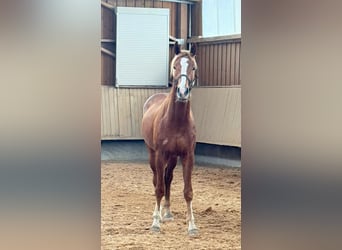 Hannoveraner, Wallach, 3 Jahre, 171 cm, Fuchs