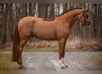 Hannoveraner, Wallach, 3 Jahre, 171 cm, Fuchs