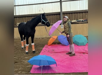 Hannoveraner, Wallach, 3 Jahre, 171 cm, Rappe